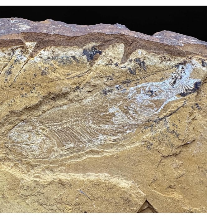 Upper Jurassic Fossil Fish from New South Wales, Australia (SKU V8928):- Cavenderichthys talbragarensis