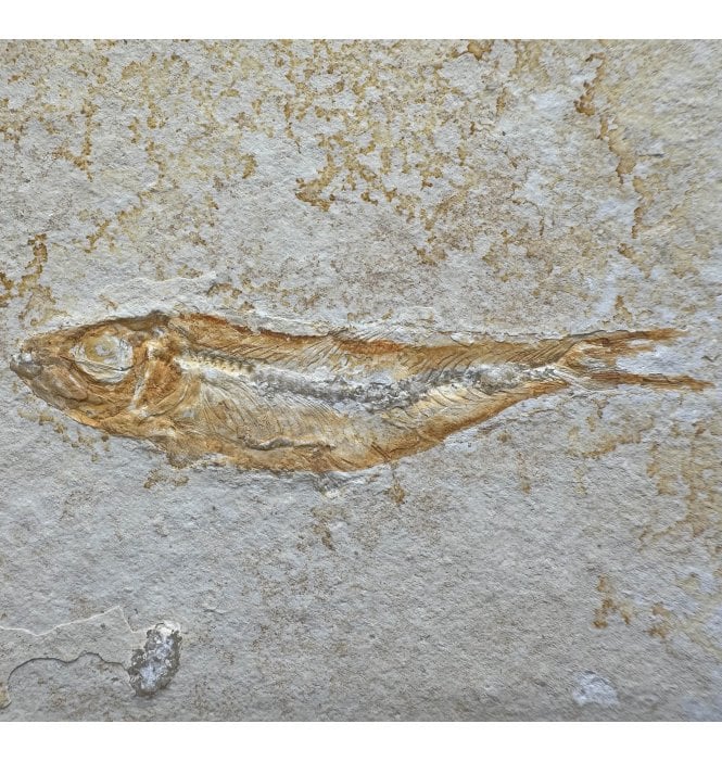 Upper Jurassic Fossil Fish from Solnhofen, Eichstatt, Germany (SKU V8912):- Leptolepis sprattiformis