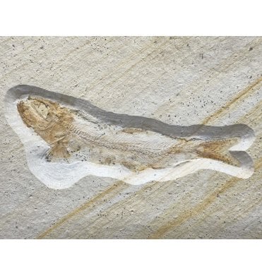 Upper Jurassic Fossil Fish from Solnhofen, Germany (SKU V7278) Anaethalion Augustus