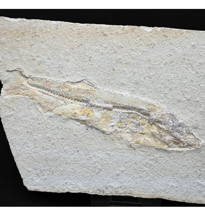 Upper Jurassic Fossil Fish from Solnhofen, Germany (SKU V8927):- Anaethalion knorri