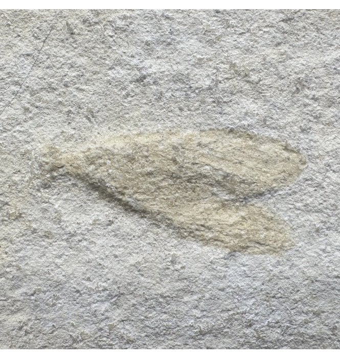Upper Jurassic Fossil Insect - Wasp from Solnhofen, Eichstatt, Germany (SKU OF3483):- Myrmicium (Pseudosirex) schroeteri
