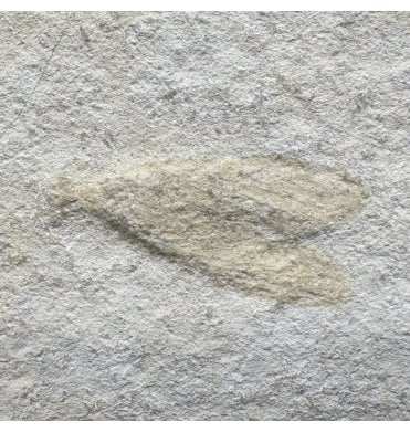 Upper Jurassic Fossil Insect - Wasp from Solnhofen, Eichstatt, Germany (SKU OF3483):- Myrmicium (Pseudosirex) schroeteri