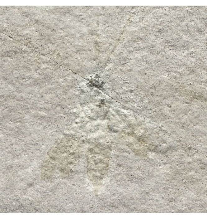Upper Jurassic Fossil Insect - Wasp from Solnhofen, Eichstatt, Germany (SKU OF4081):- Myrmicium (Pseudosirex) schroeteri