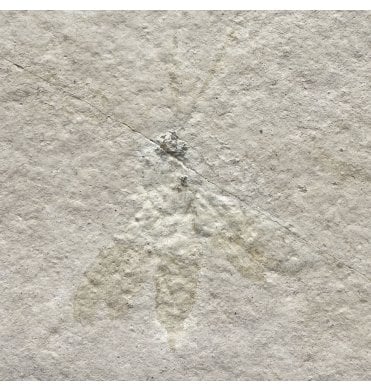 Upper Jurassic Fossil Insect - Wasp from Solnhofen, Eichstatt, Germany (SKU OF4081):- Myrmicium (Pseudosirex) schroeteri