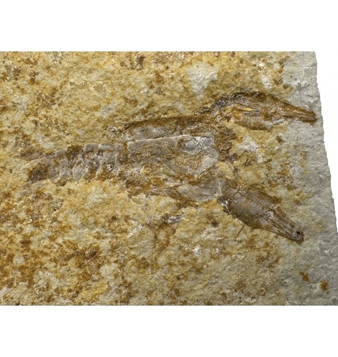 Upper Jurassic Fossil Lobster from Solnhofen, Eichstatt, Germany (SKU OF2807):- Eryma modestiformis