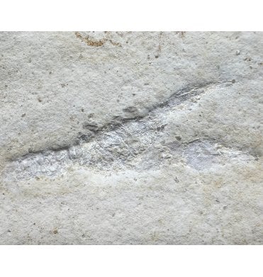Upper Jurassic Fossil Lobster from Solnhofen, Eichstatt, Germany (SKU OF3362):- Eryma sp.