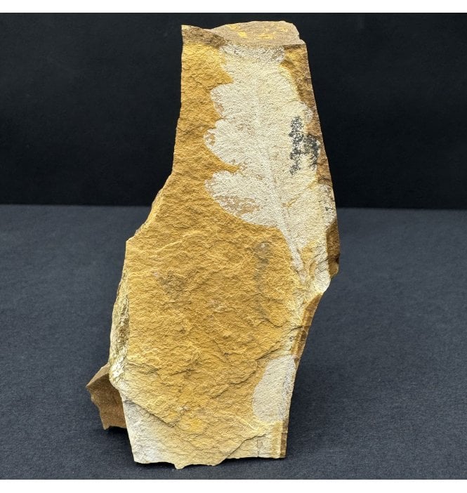Upper Jurassic Fossil Plant from New South Wales, Australia (SKU OF3813):- Rintoulia pinnata
