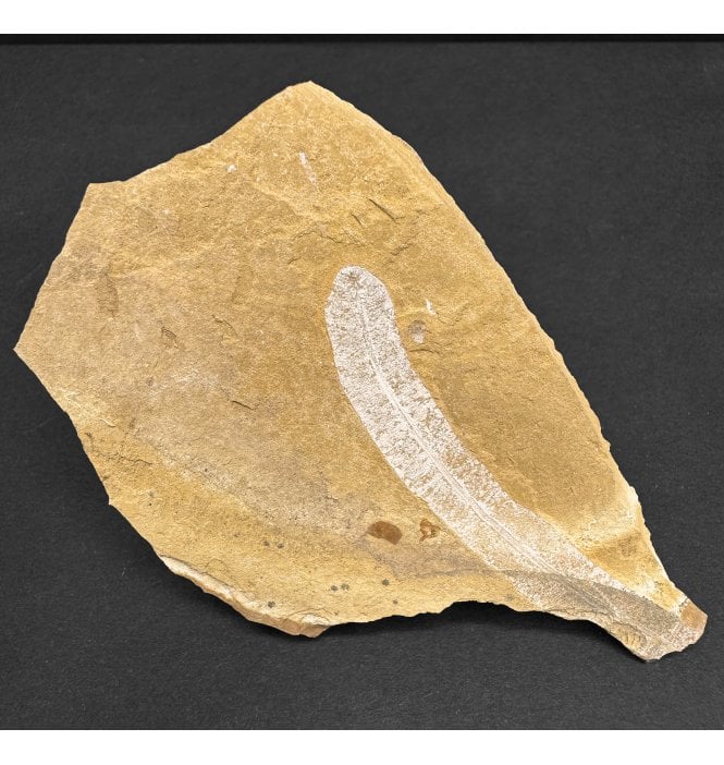 Upper Jurassic Fossil Plant from New South Wales, Australia (SKU OF3820):- Pentoxylon australica