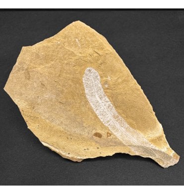 Upper Jurassic Fossil Plant from New South Wales, Australia (SKU OF3820):- Pentoxylon australica