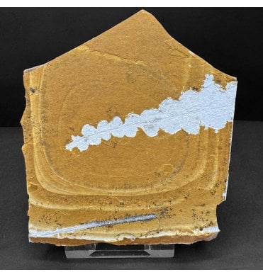 Upper Jurassic Fossil Plant from New South Wales, Australia (SKU OF4249):- Rintoulia pinnata