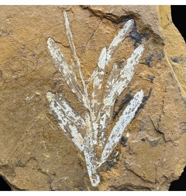 Upper Jurassic Fossil Plant from New South Wales, Australia (SKU OF4319):- Agathis jurassica