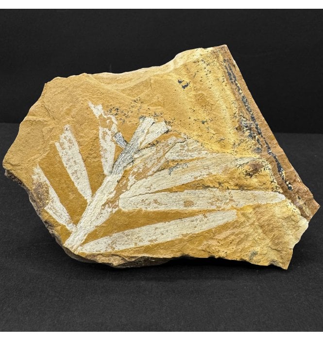 Upper Jurassic Fossil Plant from New South Wales, Australia (SKU OF4424):- Agathis jurassica