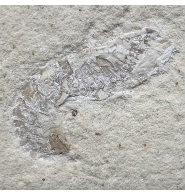 Upper Jurassic Fossil Prawn (Dendrobranhiata) from Solnhofen, Eichstatt, Germany (SKU OF3209):- Acanthochirana cordata