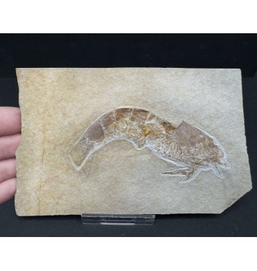 Upper Jurassic Fossil Prawn from Solnhofen, Eichstatt, Germany (SKU OF3356):- Antrimpos Speciosus