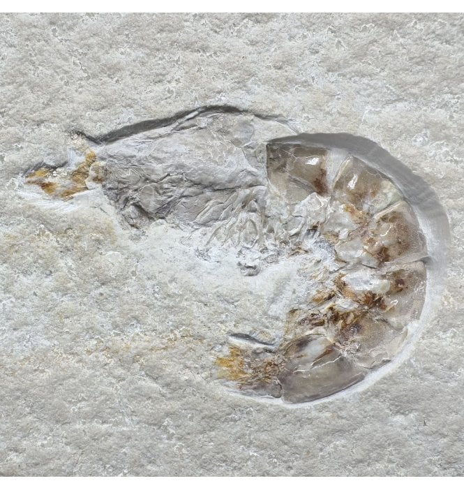 Upper Jurassic Fossil Prawn from Solnhofen, Eichstatt, Germany (SKU OF3482):- Antrimpos Speciosus