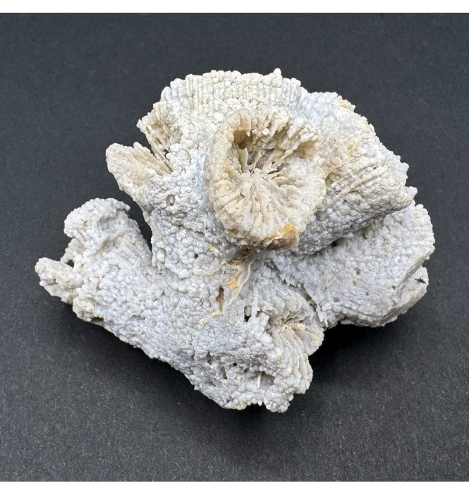 Upper Kimmeridgian, Upper Jurassic Coral Cluster from Nattheim, Germany (SKU OF3395):- Astige koralle