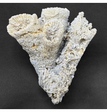 Upper Kimmeridgian, Upper Jurassic Coral Cluster from Nattheim, Germany (SKU OF4187):- Astige koralle