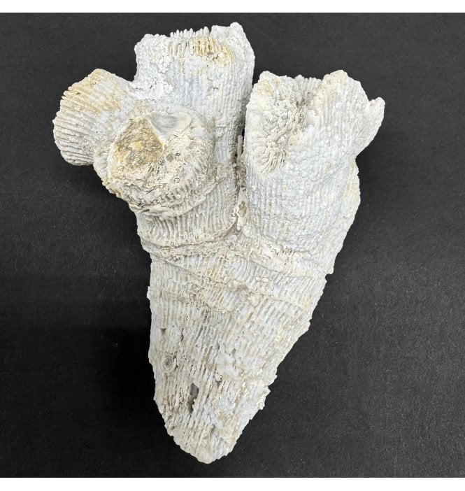 Upper Kimmeridgian, Upper Jurassic Coral Cluster from Nattheim, Germany (SKU OF4188):- Astige koralle