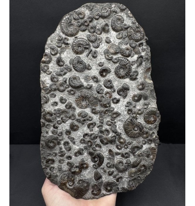 Upper Lias, Lower Jurassic, Ammonite Cluster from Runswick Bay, Whitby, North Yorkshire, England (SKU A4725):- Cleviceras elegans