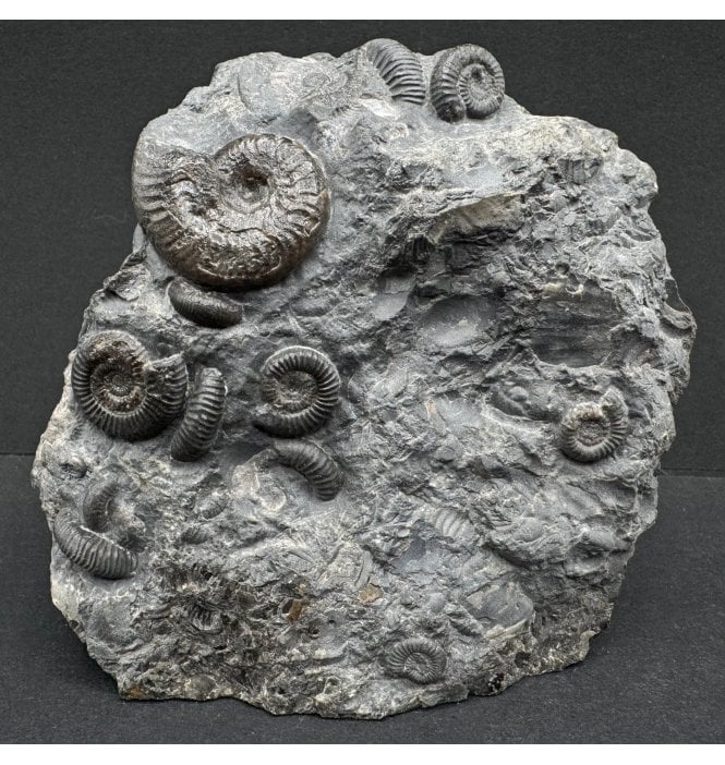 Upper Lias, Lower Jurassic Ammonite Cluster from Sandsend, North Yorkshire, England (SKU A3832):- Harpoceras falciferum and Dactylioceras cf. gracile