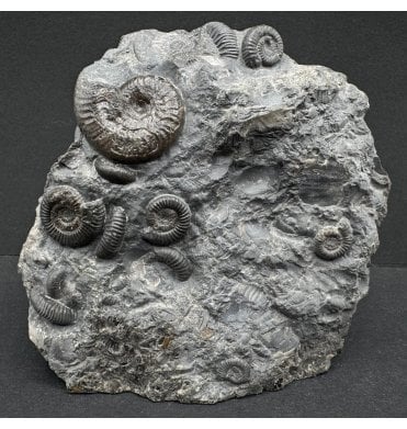 Upper Lias, Lower Jurassic Ammonite Cluster from Sandsend, North Yorkshire, England (SKU A3832):- Harpoceras falciferum and Dactylioceras cf. gracile