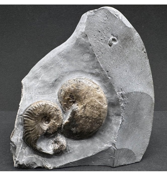 Upper Lias, Lower Jurassic, Ammonite Cluster from Sandsend, Whitby, North Yorkshire, England (SKU A3858):- Phylloceras heterophyllum and Cleviceras elegans