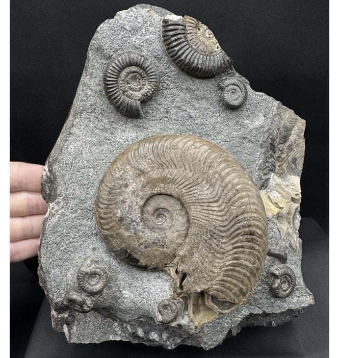 Upper Lias, Lower Jurassic Ammonite Cluster from Sandsend, Whitby, North Yorkshire, England (SKU A4523):- Harpoceras falciferum and Dactylioceras cf. gracile