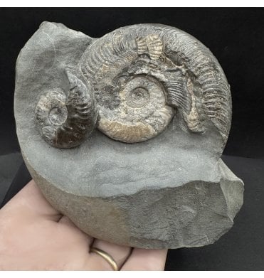 Upper Lias, Lower Jurassic, Ammonite Cluster from Sandsend, Whitby, North Yorkshire, England (SKU A4573):- Harpoceras serpentinum and Cleviceras elegans