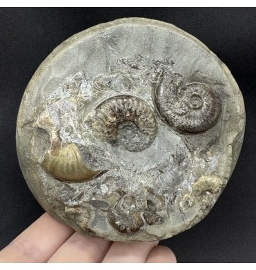 Upper Lias, Lower Jurassic Ammonite Cluster from Sandsend, Whitby, North Yorkshire, England (SKU A5071):- Eleganticeras elegantulum