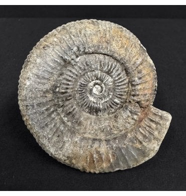 Upper Lias, Lower Jurassic Ammonite from North Yorkshire, England (SKU A4940):- Dactylioceras commune