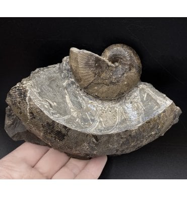 Upper Lias, Lower Jurassic Ammonite from Port Mulgrave, Whitby, North Yorkshire, England (SKU A2957):- Phylloceras heterophyllum