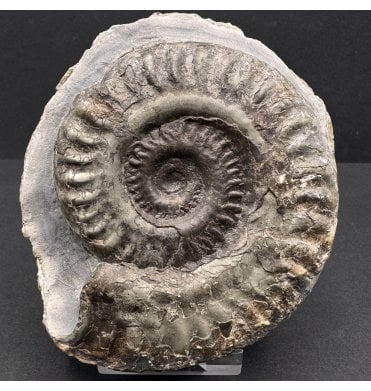 Upper Lias, Lower Jurassic Ammonite from Port Mulgrave, Whitby, North Yorkshire, England (SKU A3894):- Hildoceras lusitanicum