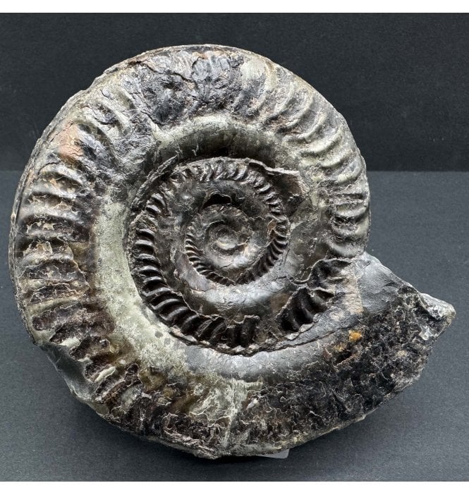 Upper Lias, Lower Jurassic Ammonite from Port Mulgrave, Whitby, North Yorkshire, England (SKU A3898):- Hildoceras lusitanicum