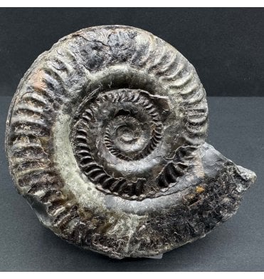 Upper Lias, Lower Jurassic Ammonite from Port Mulgrave, Whitby, North Yorkshire, England (SKU A3898):- Hildoceras lusitanicum