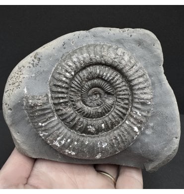 Upper Lias, Lower Jurassic Ammonite from Port Mulgrave, Whitby, North Yorkshire, England (SKU A4013):- Dactylioceras commune