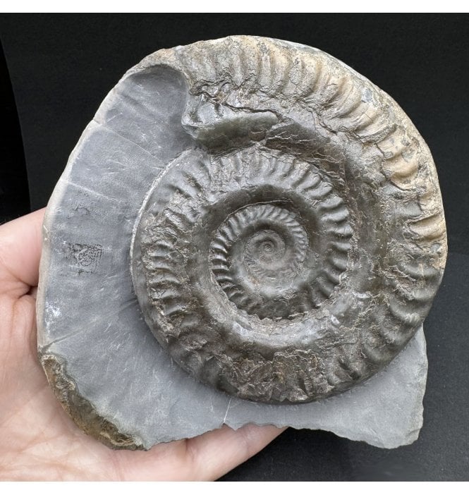 Upper Lias, Lower Jurassic Ammonite from Port Mulgrave, Whitby, North Yorkshire, England (SKU A4102):- Hildoceras lusitanicum