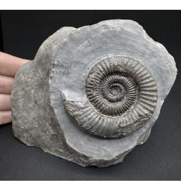 Upper Lias, Lower Jurassic Ammonite from Port Mulgrave, Whitby, North Yorkshire, England (SKU A4105):- Zugodactylites braunianus