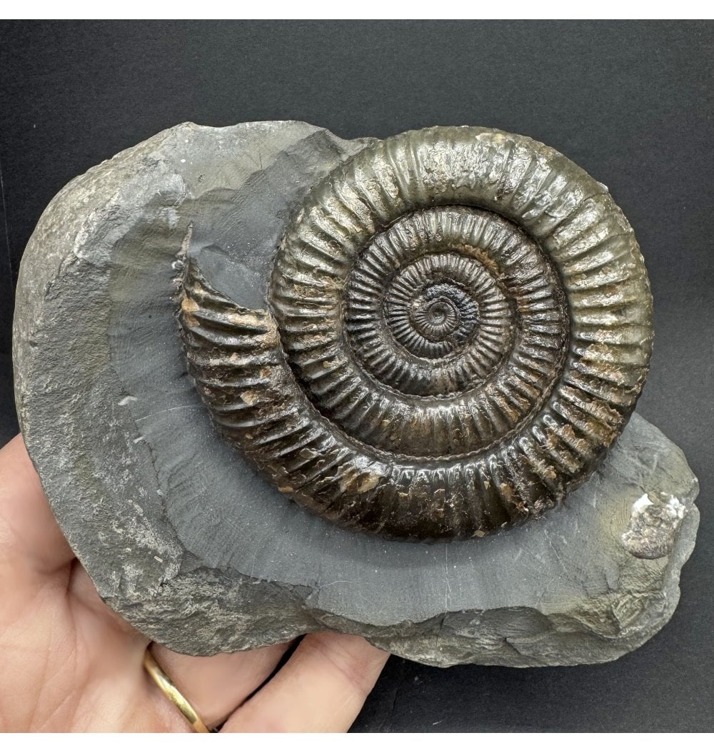 Fossils For Sale | Fossils-UK.com | Upper Lias, Lower Jurassic Ammonite ...