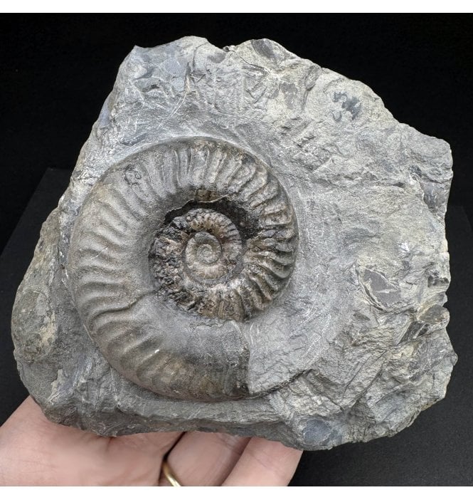 Upper Lias, Lower Jurassic Ammonite from Ravenscar, Whitby, North Yorkshire, England (SKU A4106):- Grammoceras thouarense