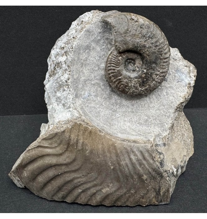 Upper Lias, Lower Jurassic Ammonite from Sandsend, Whitby, North Yorkshire, England (SKU A3825):- Harpoceras falciferum