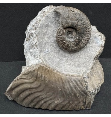 Upper Lias, Lower Jurassic Ammonite from Sandsend, Whitby, North Yorkshire, England (SKU A3825):- Harpoceras falciferum