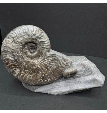 Upper Lias, Lower Jurassic Ammonite from Sandsend, Whitby, North Yorkshire, England (SKU A4143):- Harpoceras falciferum