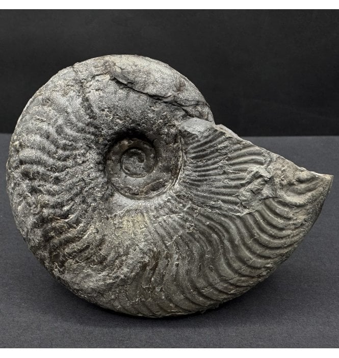 Upper Lias, Lower Jurassic Ammonite from Sandsend, Whitby, North Yorkshire, England (SKU A4530):- Harpoceras falciferum