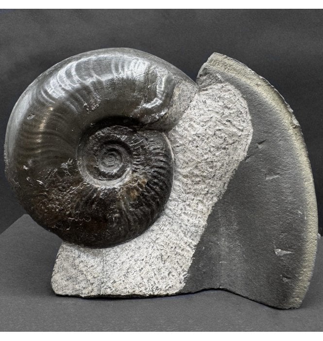 Upper Lias, Lower Jurassic Ammonite from Sandsend, Whitby, North Yorkshire, England (SKU A4571):- Eleganticeras elegantulum