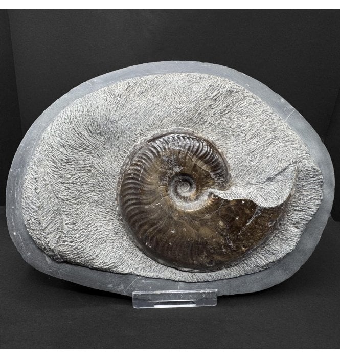 Upper Lias, Lower Jurassic Ammonite from Sandsend, Whitby, North Yorkshire, England (SKU A5091):- Eleganticeras elegantulum
