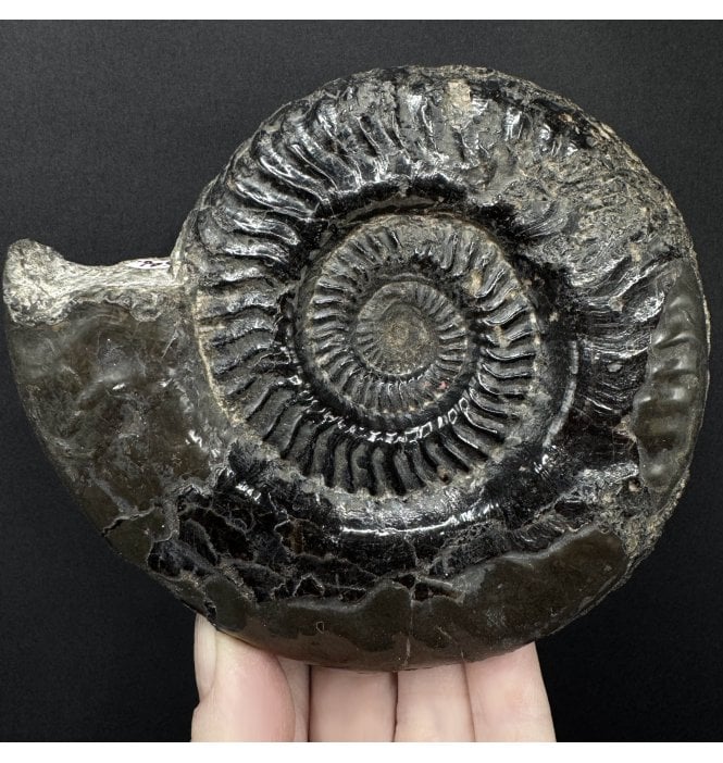 Upper Lias, Lower Jurassic Ammonite from Sandsend, Whitby, North Yorkshire (SKU A5054):- Hildaites murleyi
