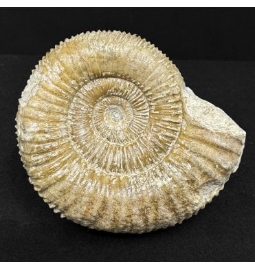 Upper Lias, Lower Jurassic Ammonite from Somerset (SKU A4920):- Nodicoeloceras spicatum
