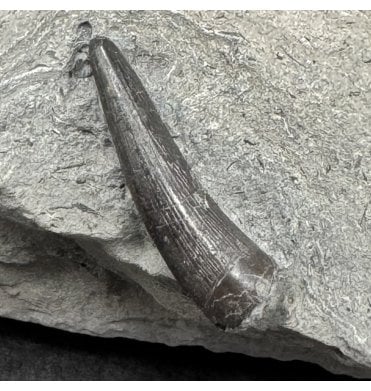 Upper Lias, Lower Jurassic Crocodile Tooth from Holzmaden, Germany (SKU V9122):- Macrospondylus (Steneosaurus) bollensis