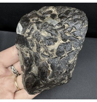 Upper Lias, Lower Jurassic Fish Remains from Sandsend, Whitby, North Yorkshire, England (SKU V8399):- Lepidotus semiserratus
