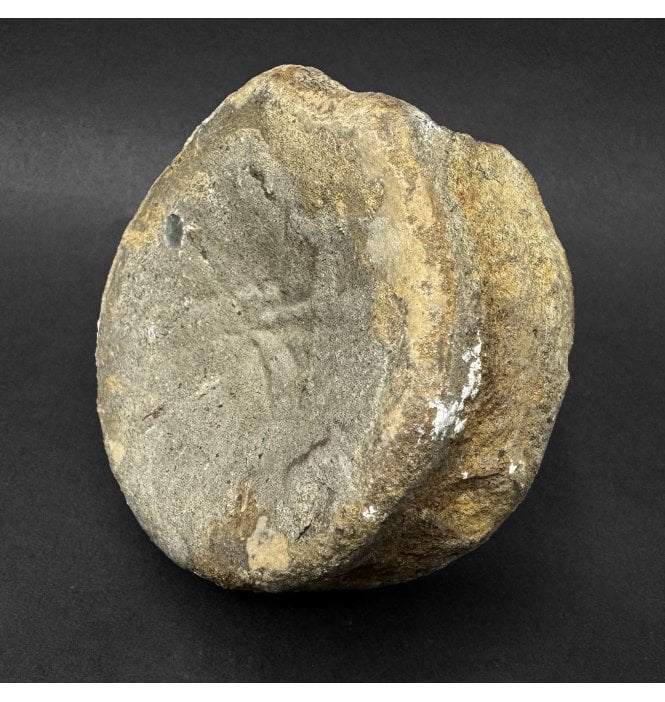 Upper Lias, Lower Jurassic Ichthyosaur Vertebra from Sandsend, Whitby, North Yorkshire, England (SKU V9344) AW79